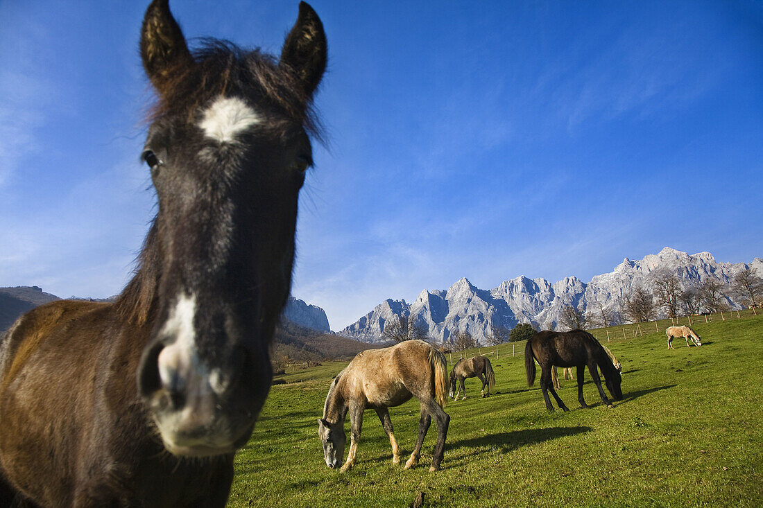 Mogrovejo, valley of Liebana, east massif of Picos de Europa National Park, Cantabria, Spain