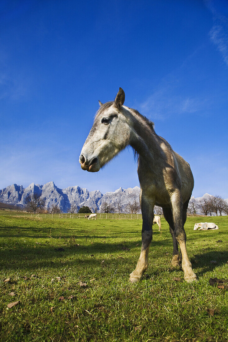 Mogrovejo, valley of Liebana, east massif of Picos de Europa National Park, Cantabria, Spain