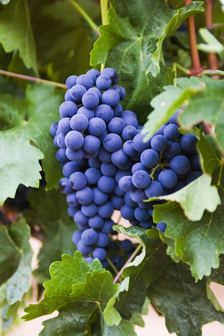 Grapes, Olvena winery in the Somontano wine region, Barbastro. Pyrenees Mountains, Huesca province, Aragon, Spain .