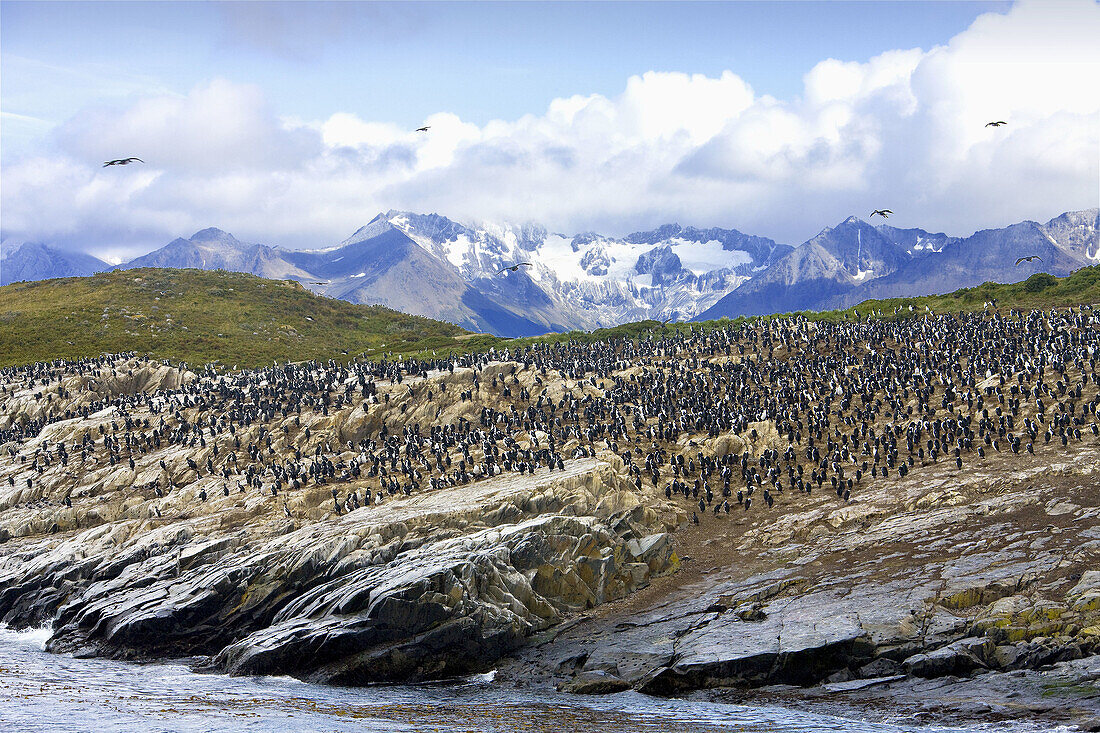 Penguins, Sea Lions Island, Beagle Channel, Tierra del Fuego, Argentina  March 2009)