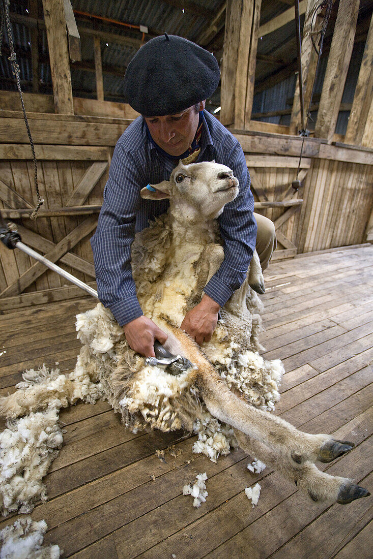 Sheep shearer, Cerro Negro ranch, Chilean Patagonia, Chile  March 2009)