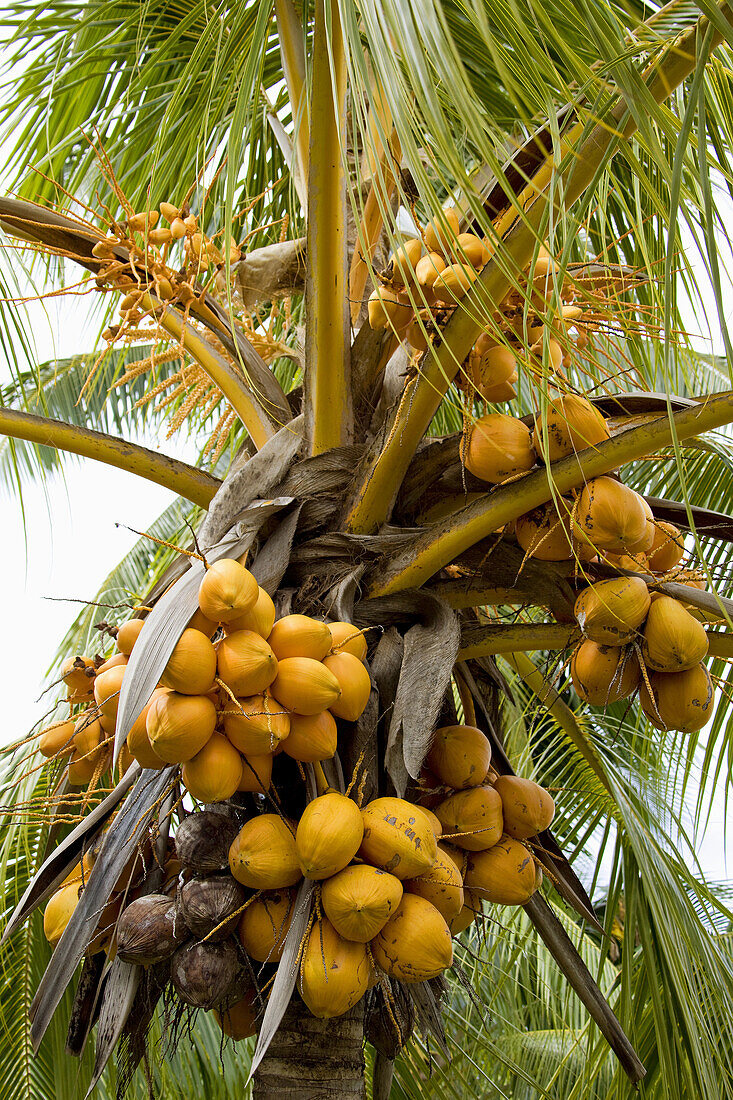 Coconuts, Moorea, Society Islands, French Polynesia  May, 2009)