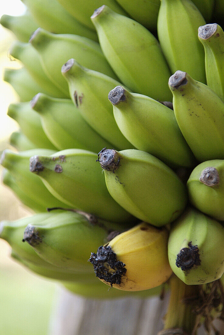 Bananas, Madagascar