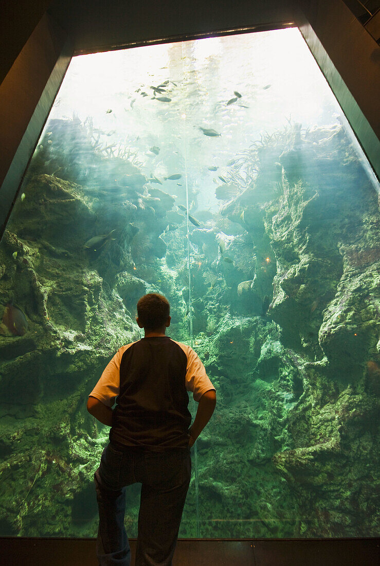 Aquarium in the Cite de la Mer  ´City of the Sea´) maritime museum, Cherbourg. Manche, Basse-Normandie, France