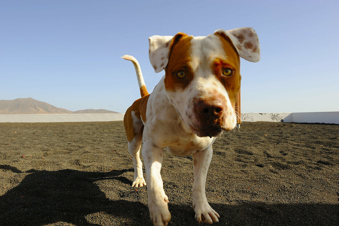 Dog in a playground at Playa Blanca, Lanzarote. Canary islands, Spain