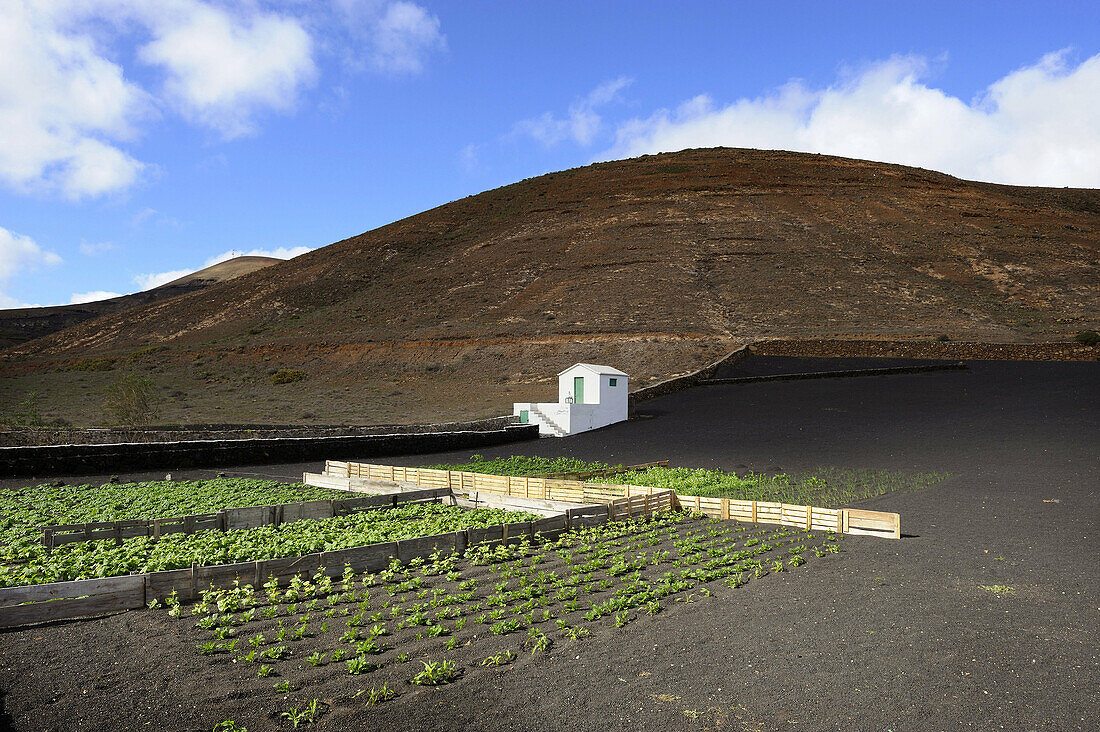 Small green grove near Femes, Lanzarote. Canary islands, Spain