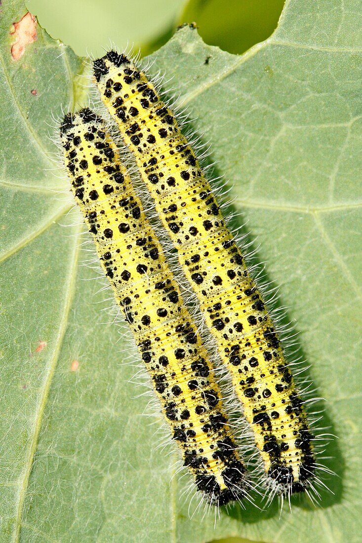 Oruga de la mariposa de la col Pieris brassicae