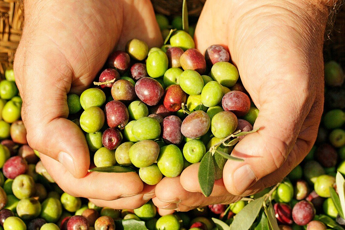 Harvesting olives  arbequina variety), Lleida, Catalonia, Spain