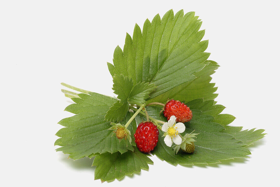 Leaves, blossom and fruit of the medicinal plant Walderdbeere, Erdbeere, wild strawberry, wood strawberry, Fragaria vesca