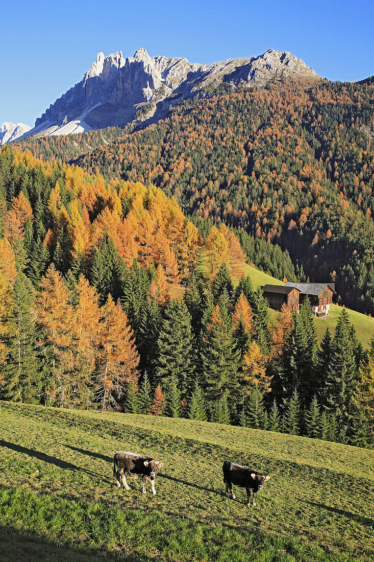 Autumnal scenic at Passo Erbe, Wurzjoch, Val di Funes, Villnößtal, Trentino, Italy