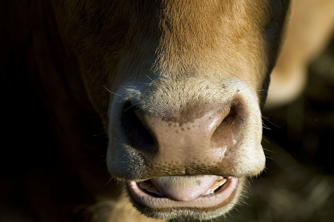 Cattle, cow muzzle