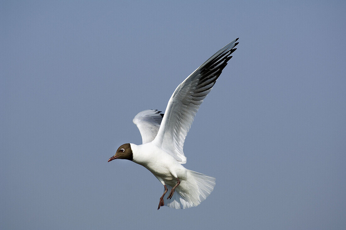 Black-headed Gull  Larus ridibundus) in flight