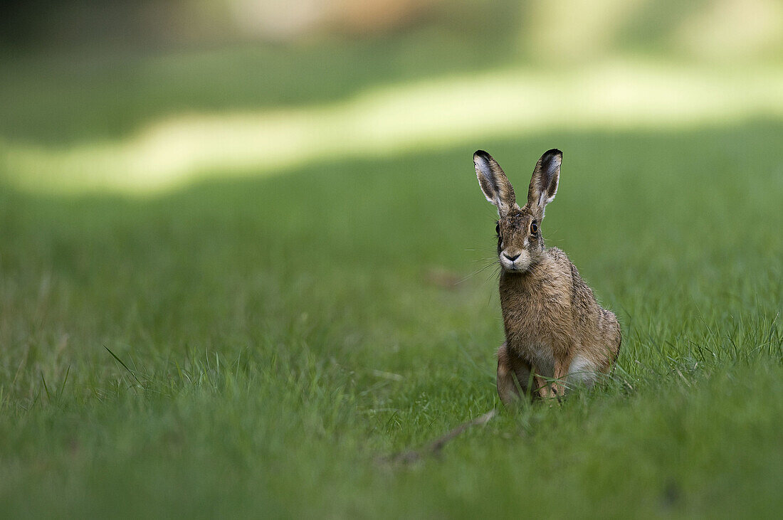 Brown Hare  Lepus europaeus)