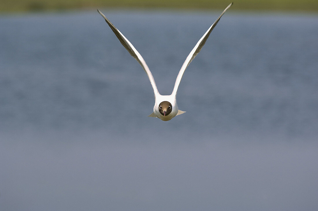 Black-headed Gull  Larus ridibundus) in flight