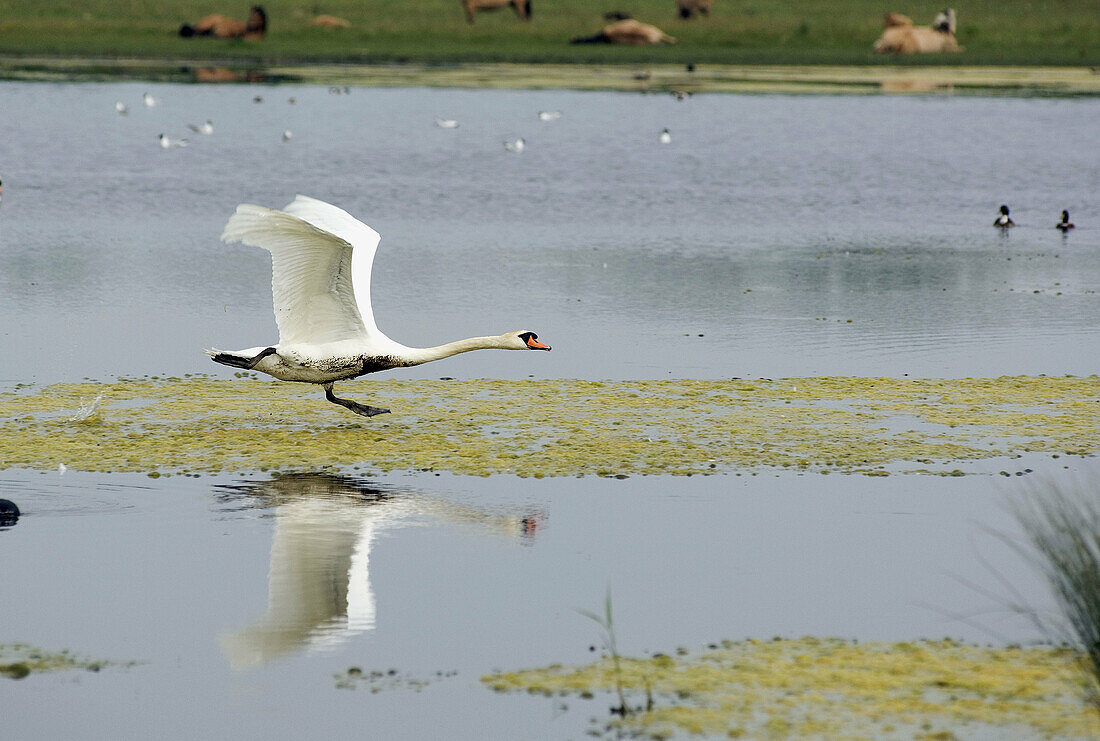 Mute Swan  Cygnus olor) taking off