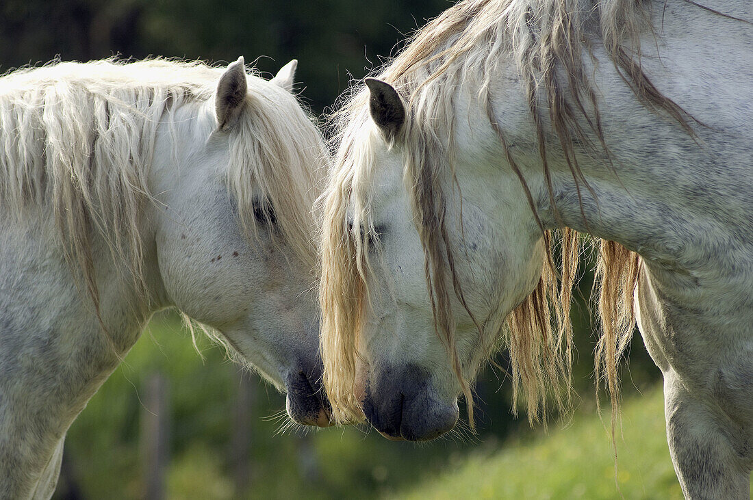 Spanish horses