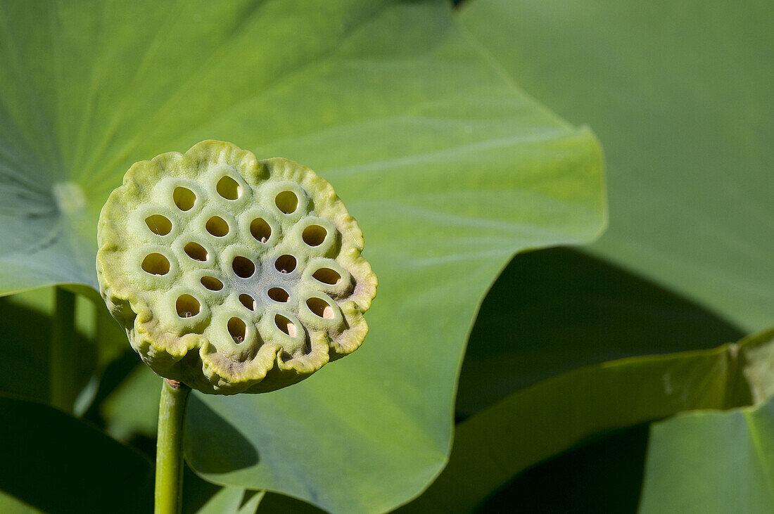 Sacred Lotus  Nelumbo nucifera) seed cup