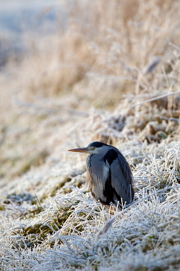 Heron cendre - Grey Heron - Ardea cinerea