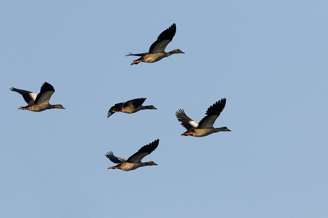 Egyptian Goose  Alopochen aegyptiacus) in flight