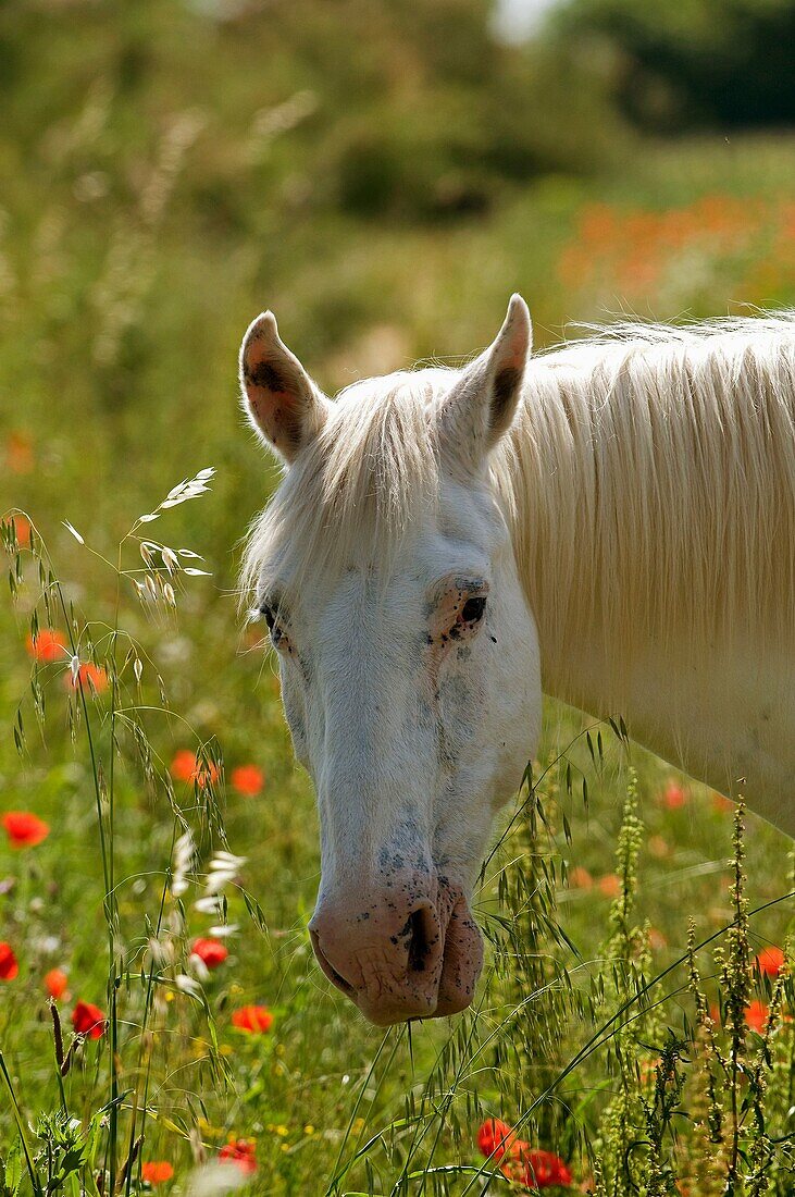 Cheval Camargue , portrait , Wild horse of Camargue , France , Equus caballus