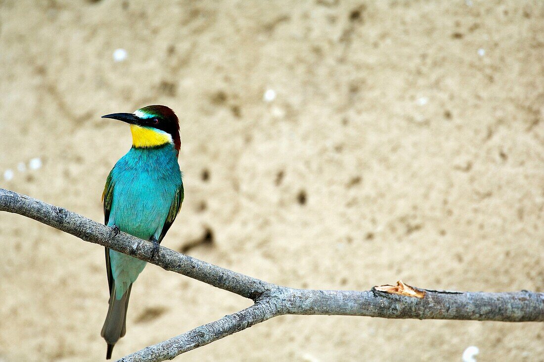 European Bee Eater  Merops apiaster)