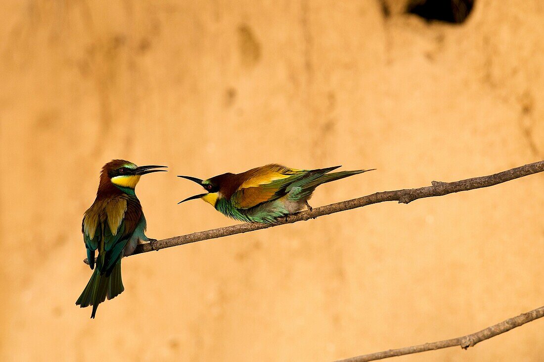 European Bee Eater  Merops apiaster)