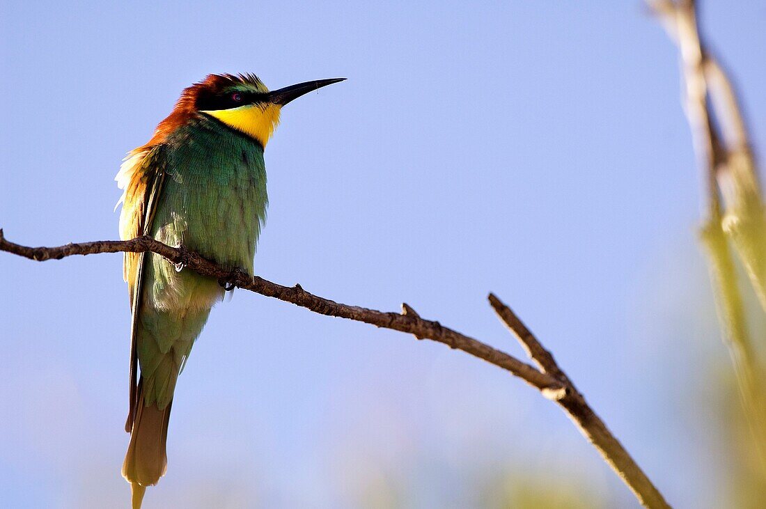 European Bee Eater  Merops apiaster)