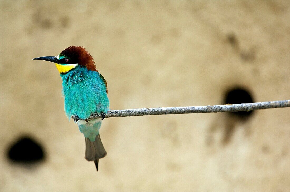 European Bee Eater  Merops apiaster)