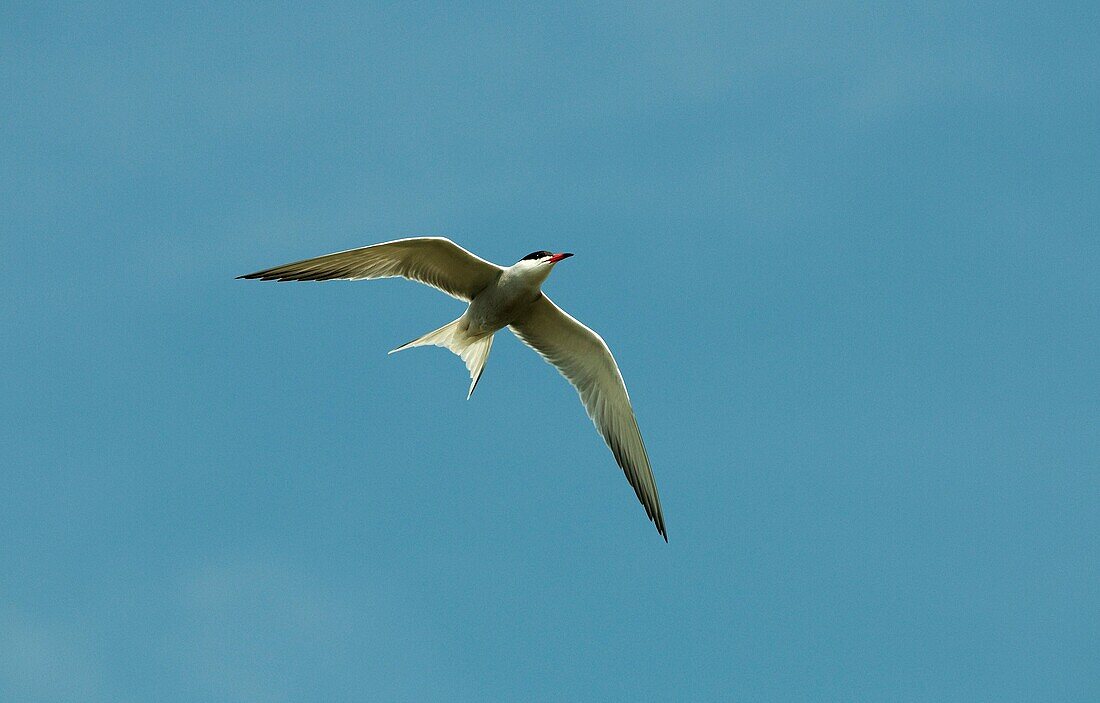 Sterne Pierre Garin - Hirondelle de mer - Common Tern - Sea Swallow - Sterna hirundo