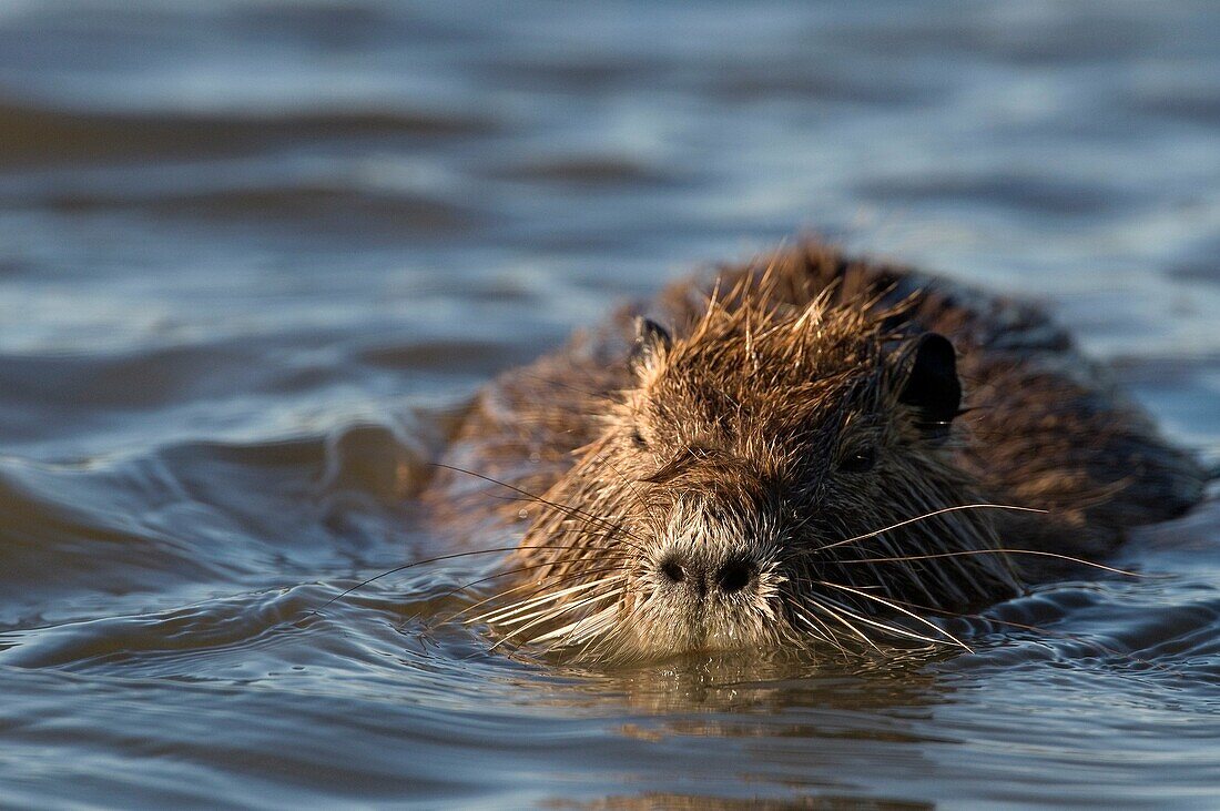 Nutria  Myocastor coypus)