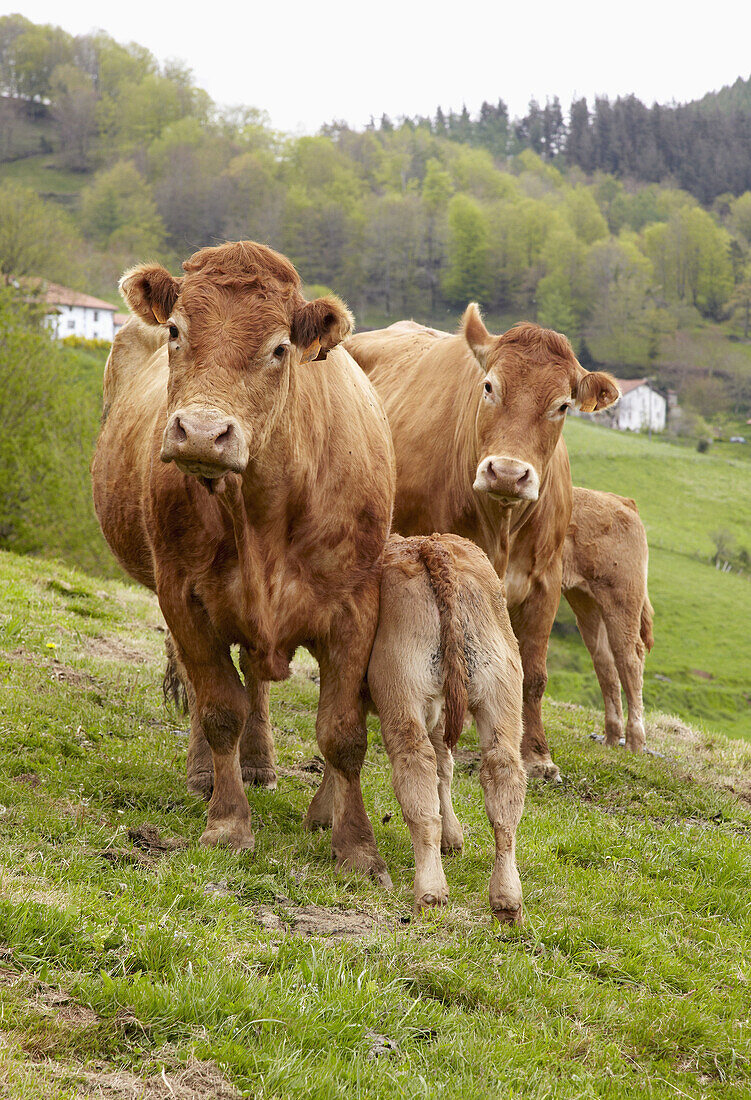 Limousin-Rinder, Beizama, Gipuzkoa, Baskenland, Spanien