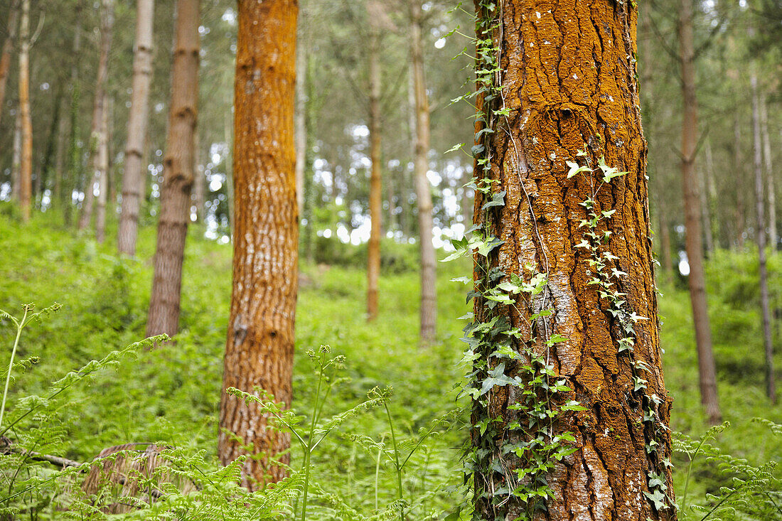 Kiefernwald in der Nähe von Azkoitia, Guipuzcoa, Baskenland, Spanien