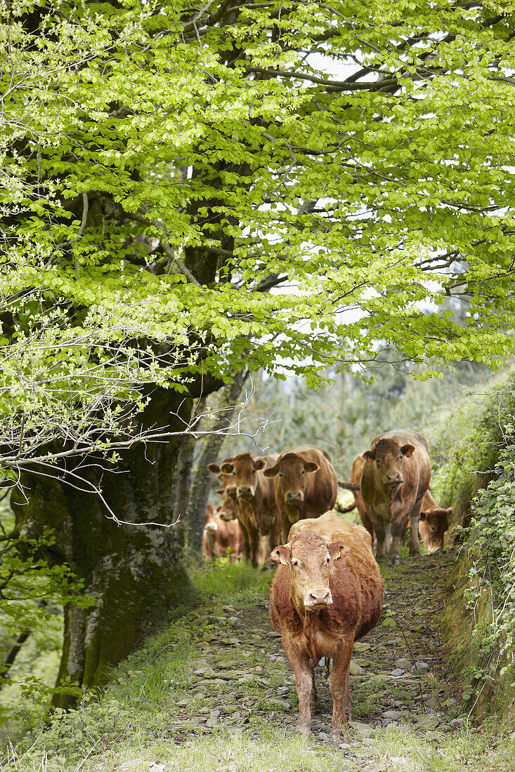 Limousin-Kühe, Rinder, Beizama, Guipuzcoa, Baskenland, Spanien