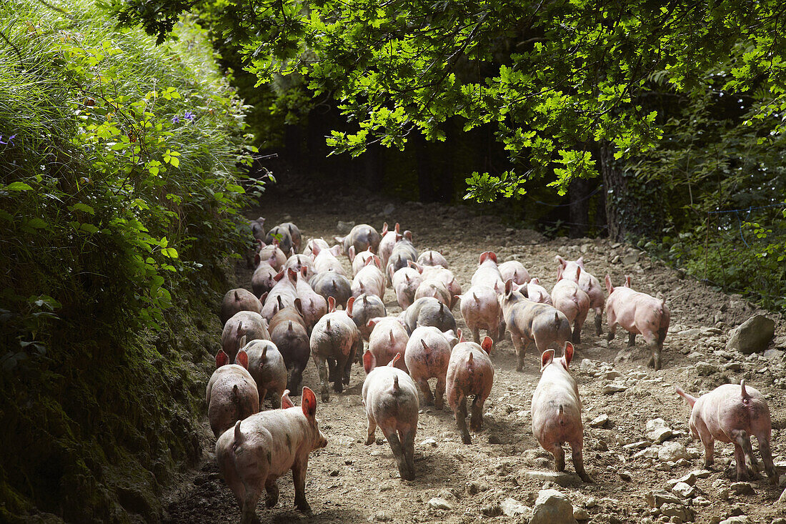 Pigs, Beizama, Guipuzcoa, Basque Country, Spain