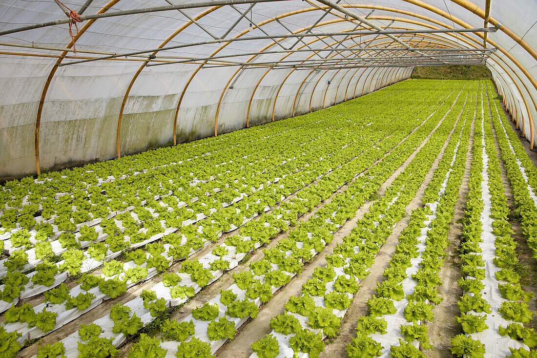 Lettuces in greenhouse, Nuarbe, Azpeitia, Guipuzcoa, Basque Country, Spain