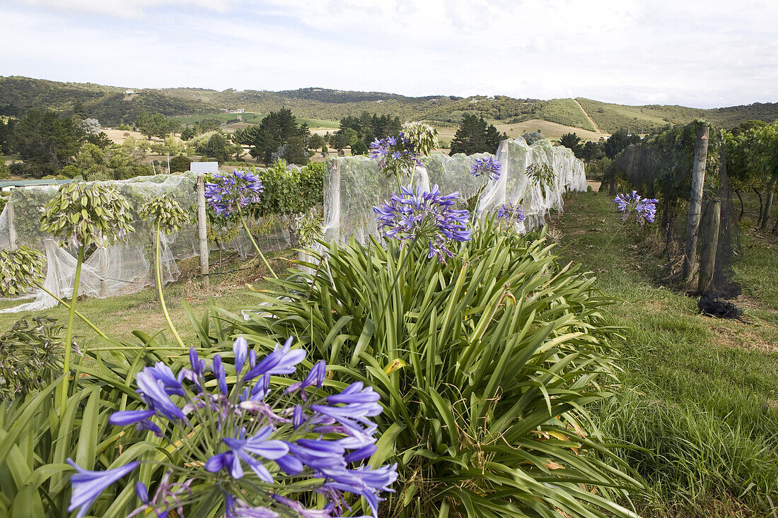 Weinanbau auf der Insel Waiheke im Hauraki-Golf, Region Auckland, Neuseeland
