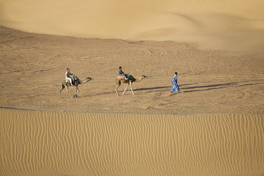 Berber and two camels crossing the sand dunes, Dunes de Juifs, desert near Zagora, Sahara, Morocco