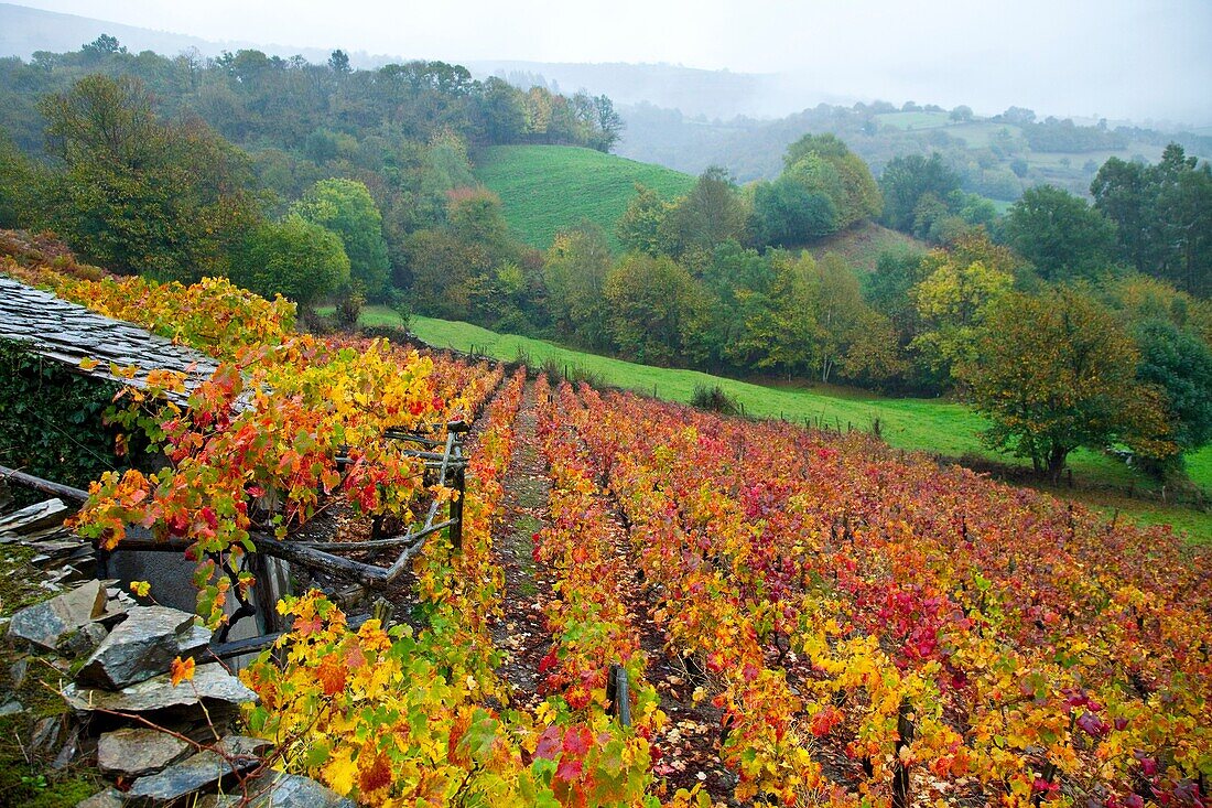 Viñedo en otoño, Cangas del Narcea, Comarca Fuentes del Narcea, Asturias