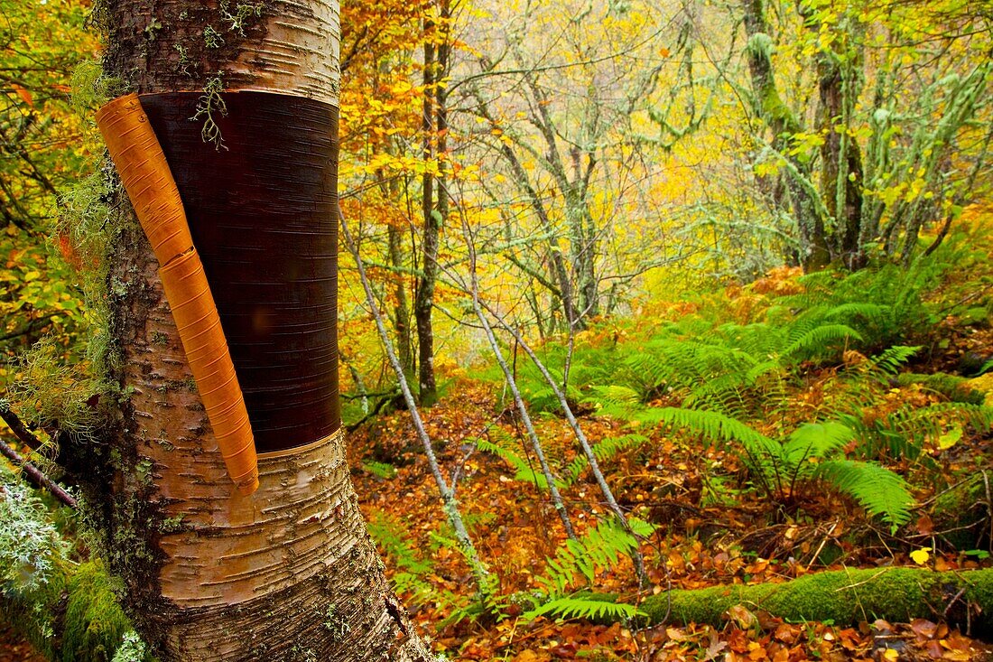 Abedul, Bosque Atlántico, Reserva Integral de Muniellos, Asturias