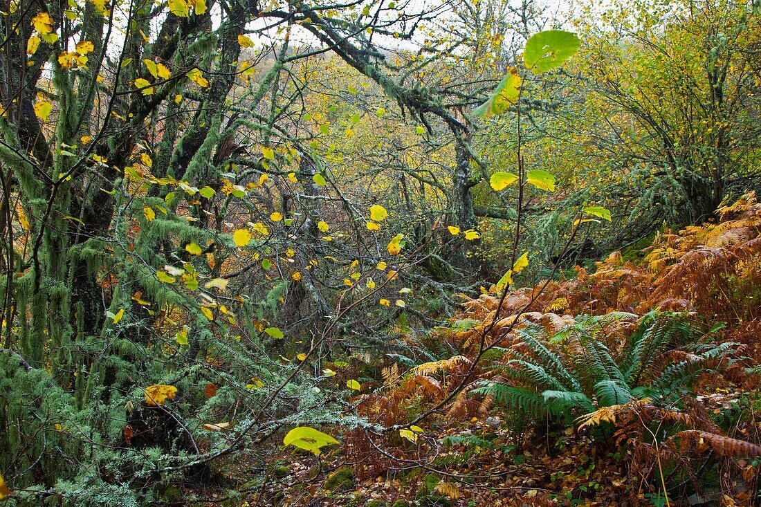 Bosque Atlántico, Reserva Integral de Muniellos, Asturias