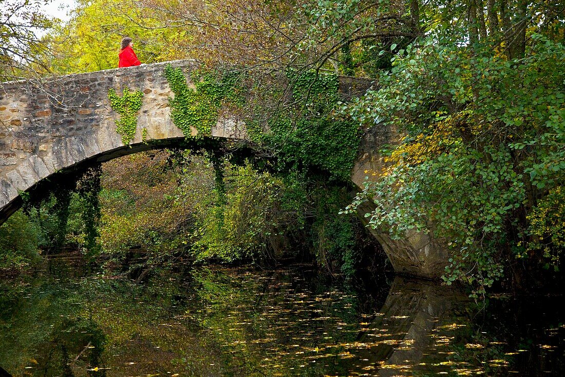 Alava, Altube, Gorbeia, Pais vasco, Parque natural, F52-989546, agefotostock 