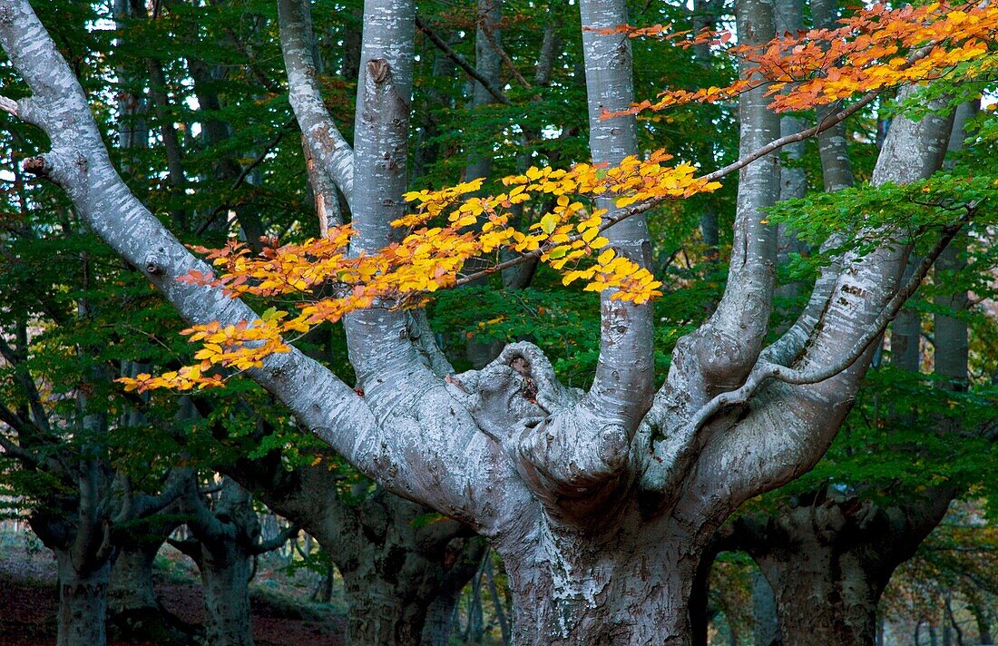 Alava, Altube, Gorbeia, Pais vasco, Parque natural, F52-989552, agefotostock 