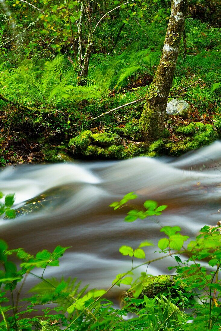 Bosque Atlántico, Reserva Integral de Muniellos, Asturias