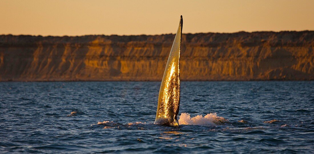 Ballena franca austral o meridional Euabalaena australis,Puerto Piramides, Peninsula Valdes, Patagonia, Argentina