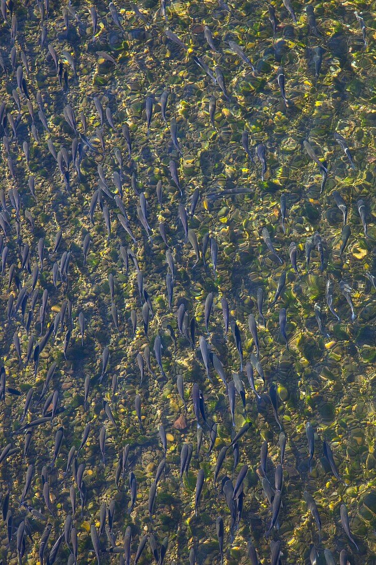 Mubles o Lisas en el Río Deva, Molleda, Cantabria