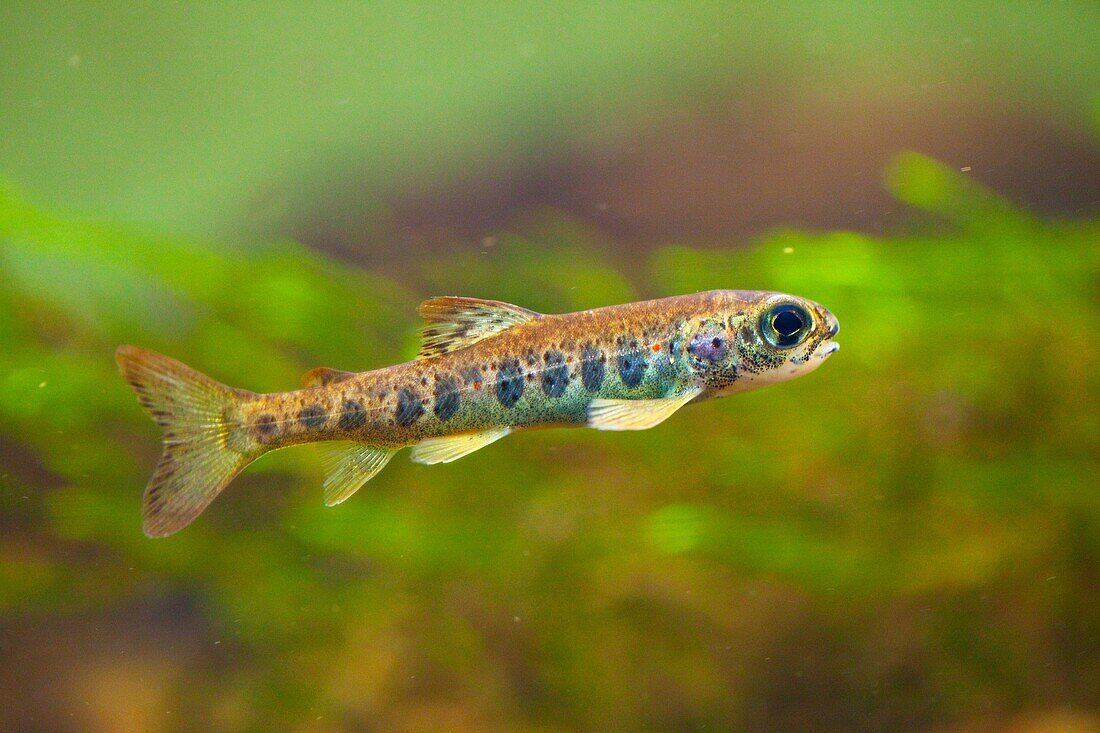 Pinto o Salmón juvenil