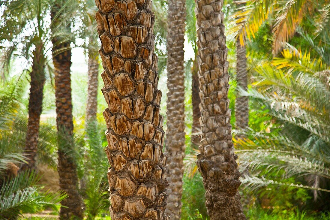 Palmeras en el Oasis en Al Ain, Emirato de Abu Dabhi, Emiratos Árabes Unidos, Golfo Pérsico
