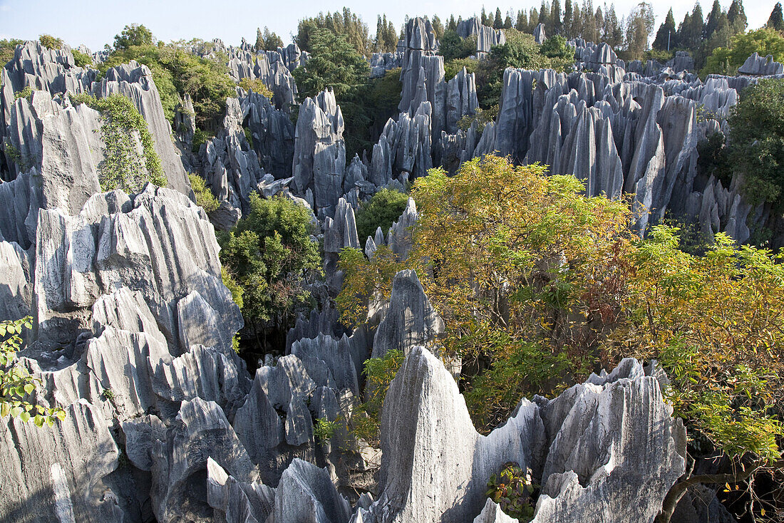 View over large stone forest, karst formations, Shilin, Yunnan, People's Republic of China, Asia