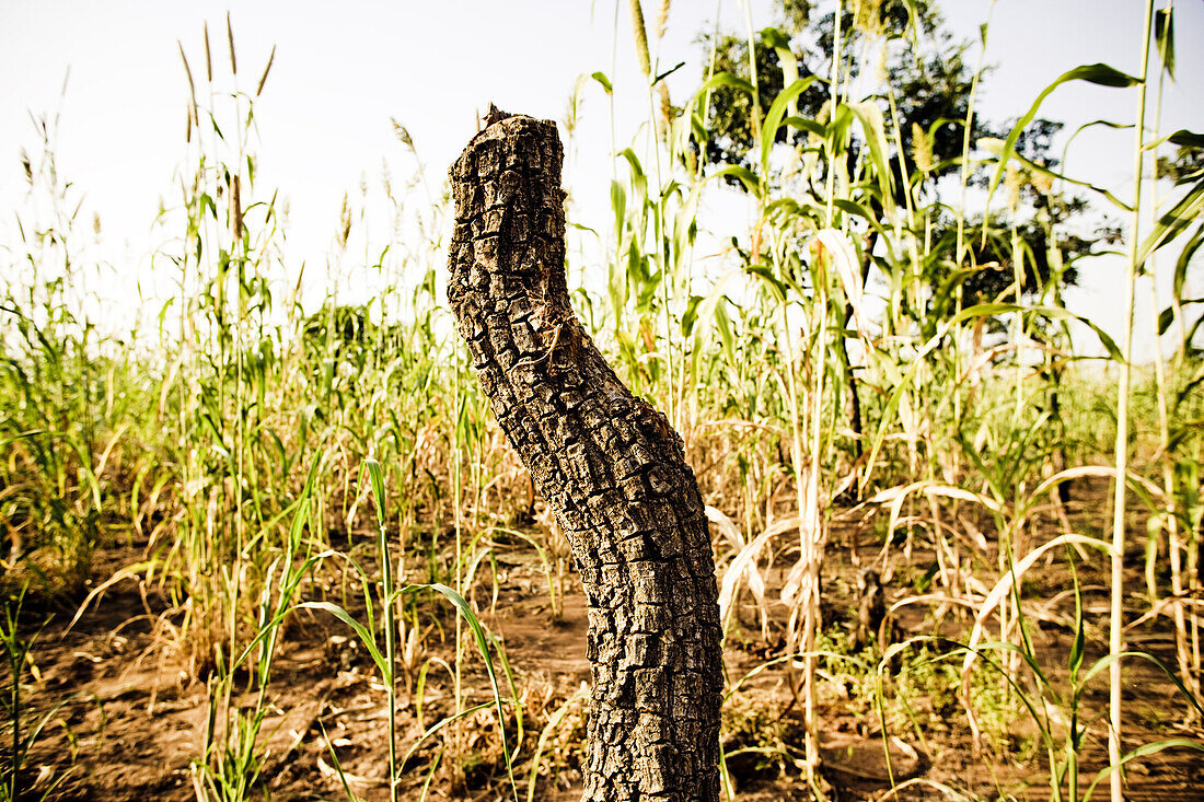 Baumstumpf im Hirsefeld, Atakora, Benin