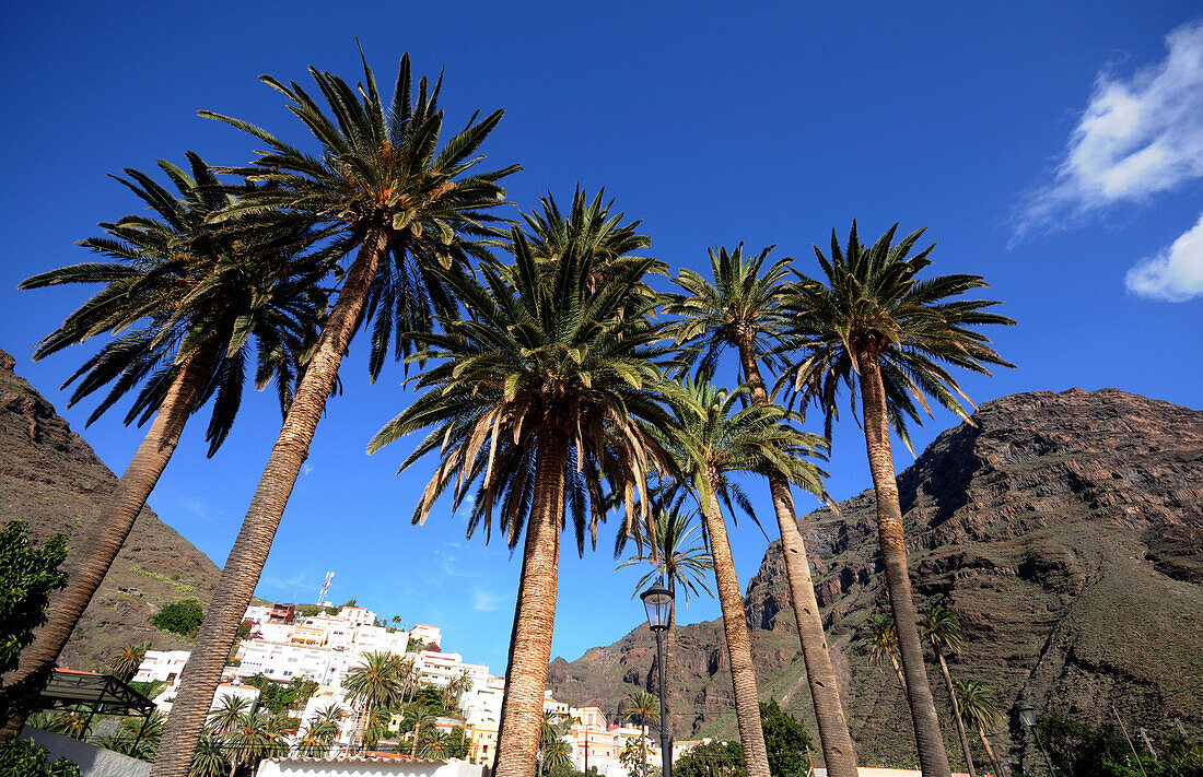 Palmen und die Stadt La Calera unter blauem Himmel, Valle Gran Rey, Gomera, Kanarische Inseln, Spanien, Europa